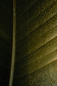 發酵食品的健康奇效